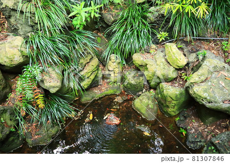 ヒマワリ 花 木 81307846