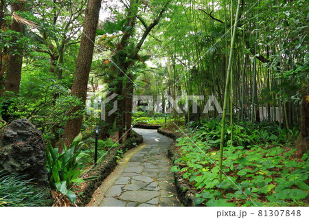 洞窟 木 済州島 81307848