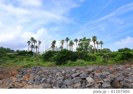 海岸 風景 海 81307900