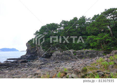 海岸 海 木 81307935