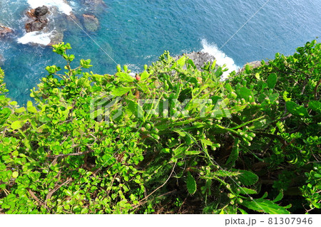 海岸 花 海 81307946