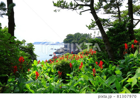 ヒマワリ 花 海 81307970