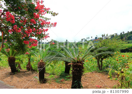 洞窟 花 木 81307990