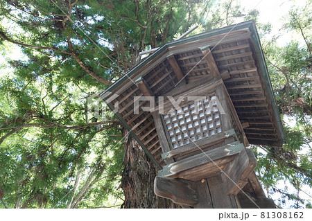諏訪大社（下社）には本殿がありません。代わりに春宮ではスギの古木を、ご神木としています。 81308162