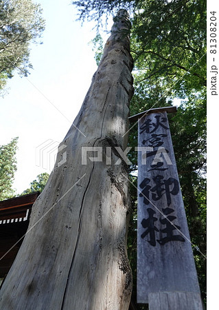 諏訪大社（下社）には本殿がありません。代わりに春宮ではスギの古木を、ご神木としています。 81308204