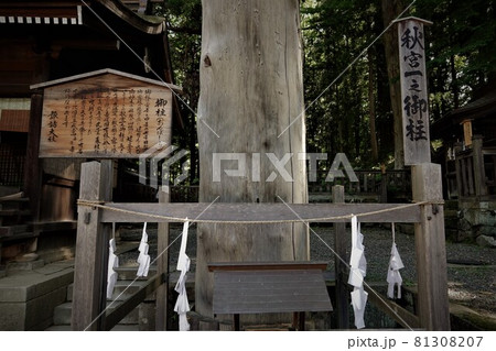 諏訪大社（下社）には本殿がありません。代わりに春宮ではスギの古木を、ご神木としています。 81308207