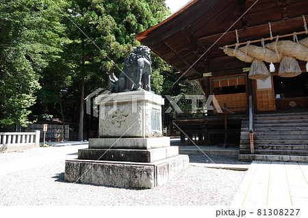 諏訪大社（下社）には本殿がありません。代わりに春宮ではスギの古木を、ご神木としています。 81308227