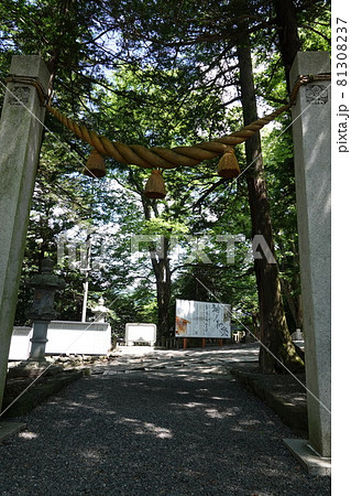 諏訪大社(下社)には本殿がありません。代わりに春宮ではスギの古木を、ご神木としています。 諏訪大社(下社)には本殿がありません。代わりに春宮ではスギの古木を、ご神木としています。 81308237