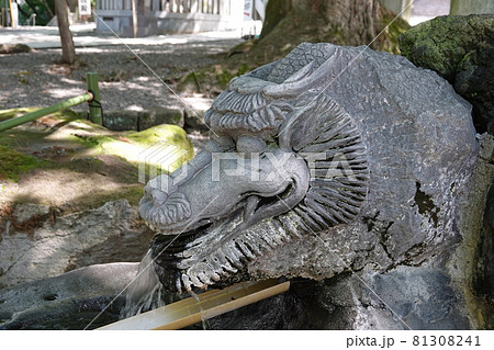 諏訪大社（下社）には本殿がありません。代わりに春宮ではスギの古木を、ご神木としています。 81308241