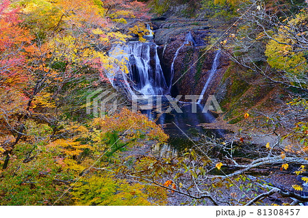 秋の袋田の滝・生瀬滝に鮮やかな極彩色の紅葉 秋の袋田の滝・生瀬滝に鮮やかな極彩色の紅葉 81308457