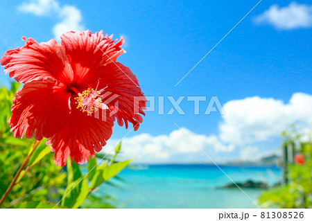 沖縄の青い海と青い空と真っ赤なハイビスカス　 81308526