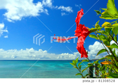 沖縄の青い海と青い空と真っ赤なハイビスカス　 81308528