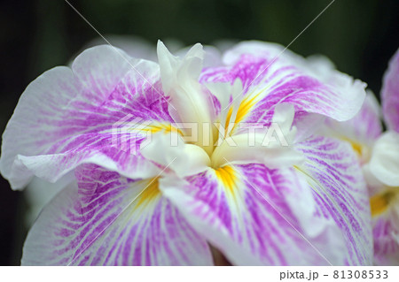 物見山公園の菖蒲園 物見山公園の菖蒲園 81308533