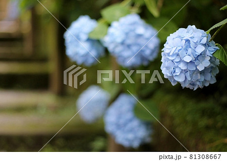 アジサイ 81308667