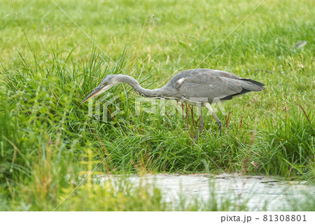 Ardea herodias, great blue heron walking on the lakeshore. Great heron fishing in the morning sun in the reeds on the shore of the pond. Ardea herodias, great blue heron walking on the lakeshore. Great heron fishing in the morning sun in the reeds on the shore of the pond. 81308801