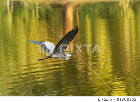 Great blue heron flying over lake early morning Great blue heron flying over lake early morning 81308802