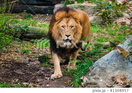 Lion in jungle forest in nature 81308957