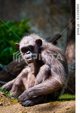 Portrait of a chimpanzee Portrait of a chimpanzee 81308960