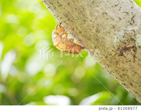 夏の終わりの蝉の抜け殻　 81308977