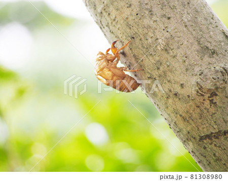 夏の終わりの蝉の抜け殻 夏の終わりの蝉の抜け殻 81308980