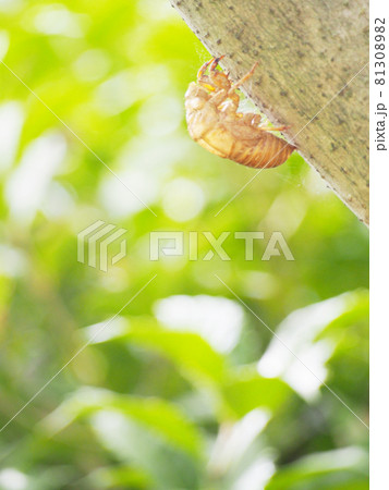 夏の終わりの蝉の抜け殻 夏の終わりの蝉の抜け殻 81308982
