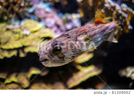Long-spine porcupinefish underwater in sea Long-spine porcupinefish underwater in sea 81309002