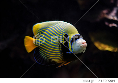 Emperor angelfish fish underwater in sea 81309004