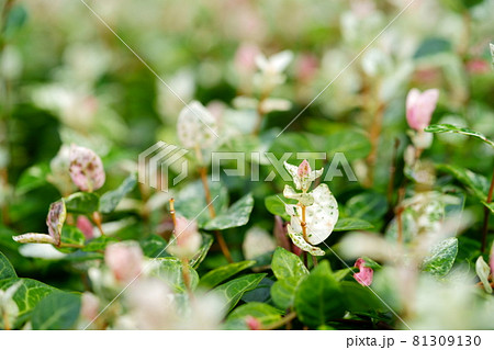 真夏のハツユキカズラ8 81309130
