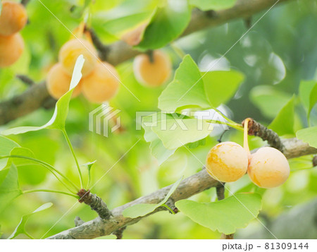 若い銀杏の実 81309144