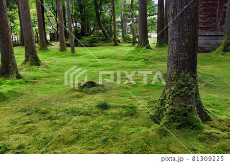 苔の庭 苔の庭 81309225