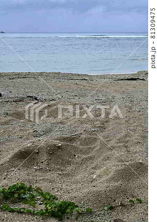 アオウミガメの上陸跡 奄美大島の海岸 アオウミガメの上陸跡 奄美大島の海岸 81309475