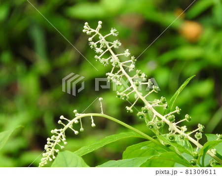ヨウシャヤマゴボウの花 81309611