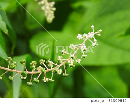 ヨウシャヤマゴボウの花 81309612