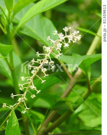 ヨウシャヤマゴボウの花 81309613