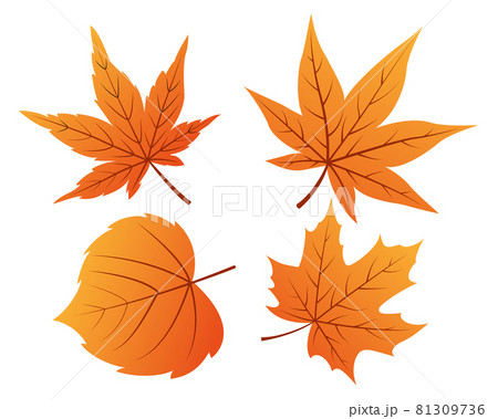 Set of autumn leaves 81309736