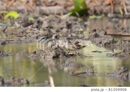 上空を警戒するウズラシギ2羽 上空を警戒するウズラシギ2羽 81309906