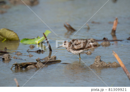 タカブシギのブルブル♬ 81309921