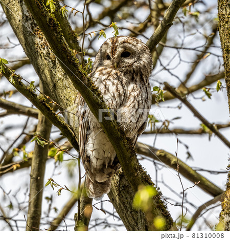 Juvenile Tawny Owl Strix Aluco Perched On A Twigの写真素材