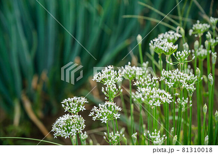 畑のかわいいニラの花の写真素材