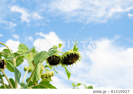 夏空とうなだれたヒマワリ 81310027