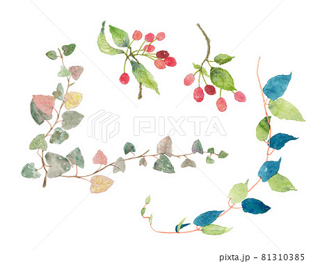 水彩で描いた桜の実や蔦のイラストのイラスト素材