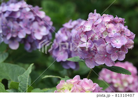 あじさい 81310407