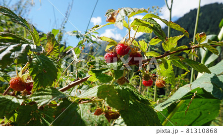 Ripe red mountain raspberries with view of forest 81310868
