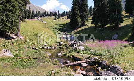 Mountain clear water of stream and green fields. 81310998