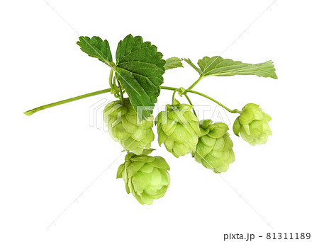 Branch of hops with green cones and leaves 81311189