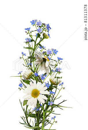 Daisies and blue forget-me-not (Brunnera) flowers in a summer floral arrangement isolated 81311378