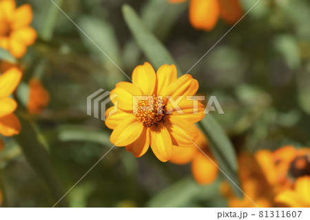 Narrowleaf zinnia Narrowleaf zinnia 81311607