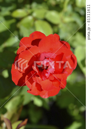 Rose Alain Rose Alain 81311611