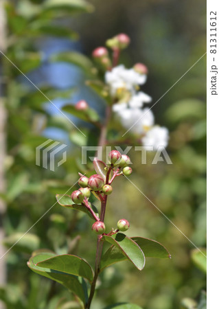 Crepe myrtle White Sensation Crepe myrtle White Sensation 81311612
