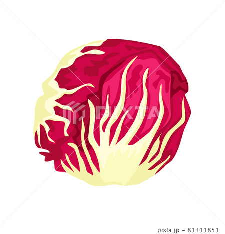 Radicchio lettuce isolated on white background. Kind salad in flat style. Agriculture symbol for any purpose. 81311851